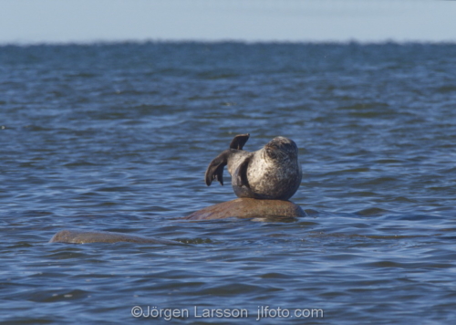 Harboar seal at Eckelsudde Oland Sweden