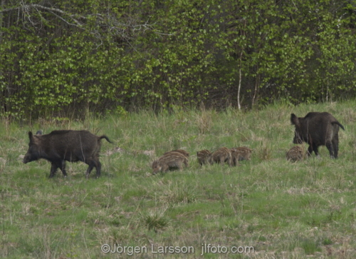 Wild boar with piglets  Botkyrka Sodermanland Sweden