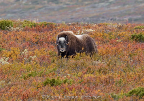 Musk ox  Dovre  Norway