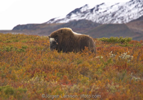 Musk ox  Dovre  Norway