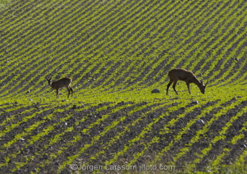 Roe deer  Botkyrka Sodermanland Sweden