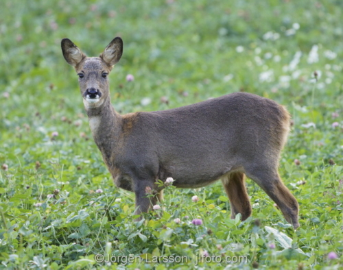 Roe deer  Botkyrka Sodermanland Sweden