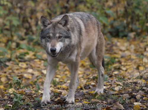 Wolf Dalarna  Sweden