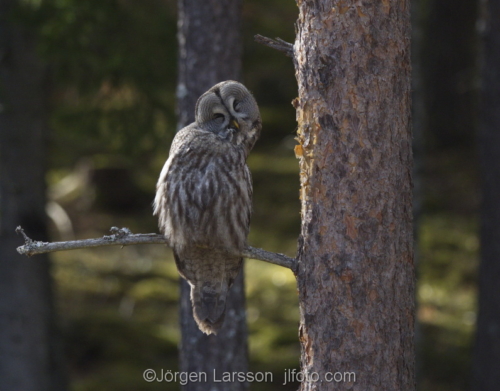 Great grey Owl  Strix nebulosa Gnesta Sodermanland Sweden