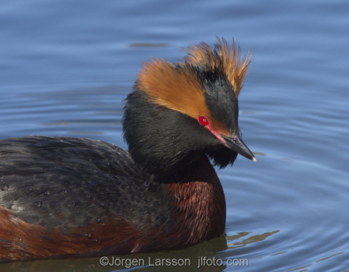 Slavonian Grebe Södertälje Sweden