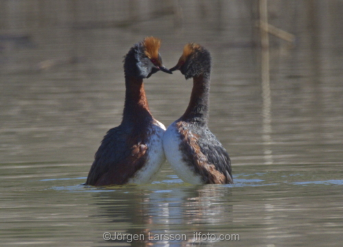 Slavonian Grebe Södertälje Sweden