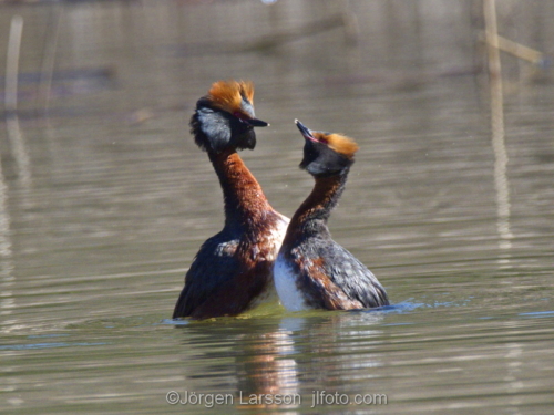 Slavonian Grebe Södertälje Sweden