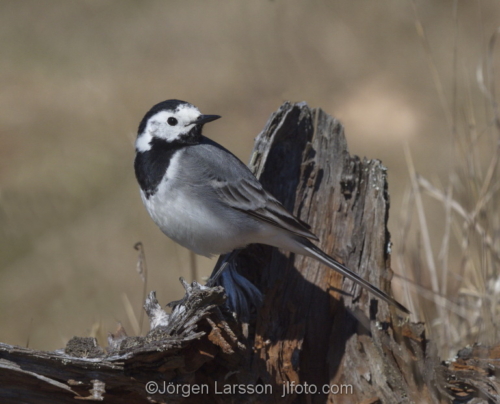 Wagtail  Botkyrka Stockholm Sweden