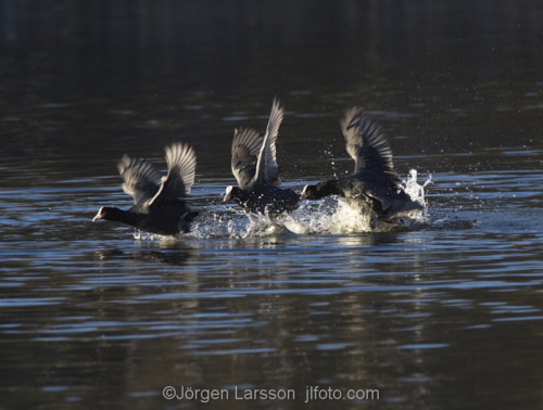 Coots   lifting Stockholm Sweden