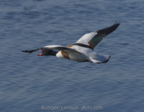 common shelduck   tadorna tadorna  Oland Sweden