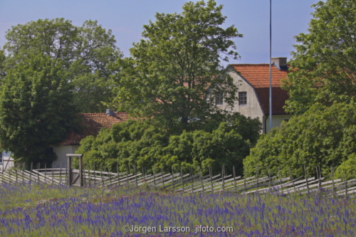 Stone house Blue weed Gotland Sweden 