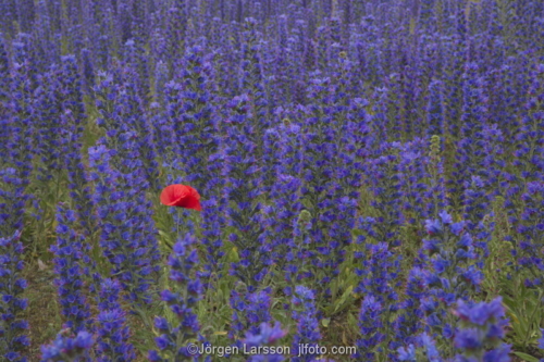 Poppy Blue weed Gotland Sweden 