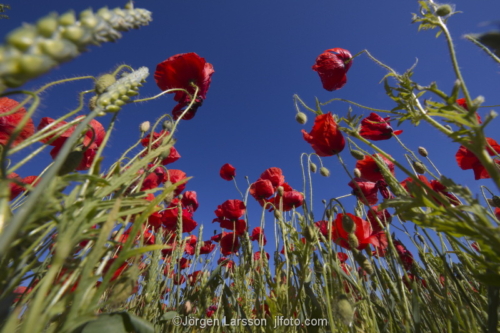  Poppies in the field Gotland Sweden 