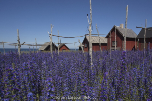 Nyhamn Gotland Sweden blue weed boathouse 