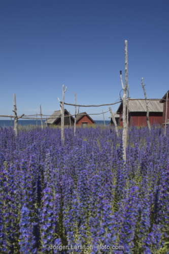  Nyhamn Gotland Sverige 