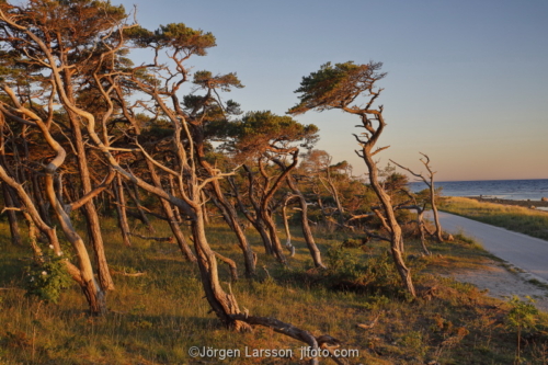 Ekstakusten Gotland Sweden pines 