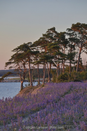  Pine tree Visby Gotland 