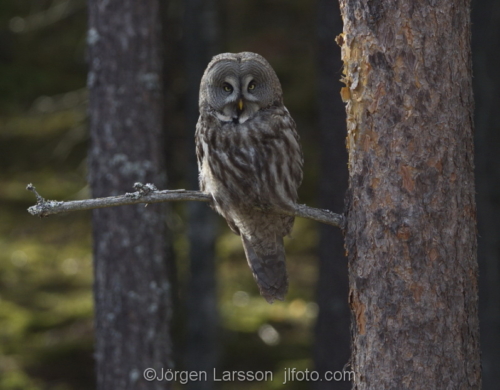 Great grey Owl  Strix nebulosa Gnesta Sodermanland Sweden