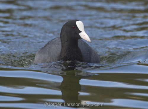 Coot  Stockholm Sweden