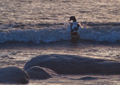 common shelduck   tadorna tadorna  Oland Sweden