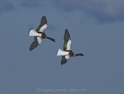 common shelduck   tadorna tadorna  Oland Sweden