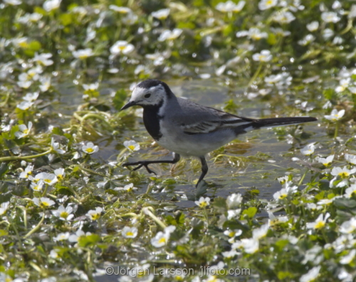 Wagtail  Motacilla alba  Botkyrka Stockholm Sweden