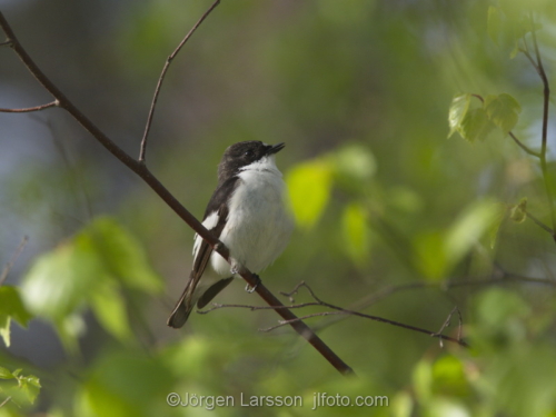 Eurupean pied flycatcher  Stockholm Sweden