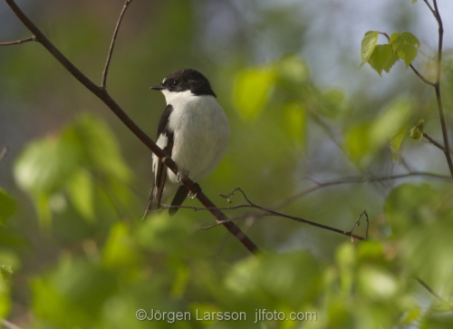 Eurupean pied flycatcher  Stockholm Sweden