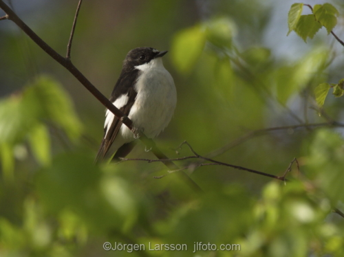 Eurupean pied flycatcher  Stockholm Sweden