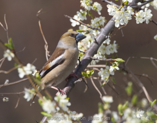 Hawfinch  Coccothraustes coccothraustes  Botkyrka Stockholm