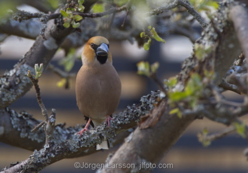 Hawfinch  Coccothraustes coccothraustes  Botkyrka Stockholm