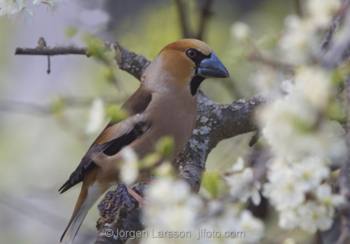 Hawfinch  Coccothraustes coccothraustes  Botkyrka Stockholm