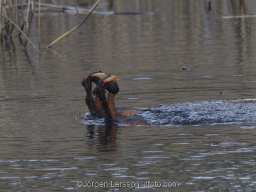 Slavonian Grebe Södertälje Sweden