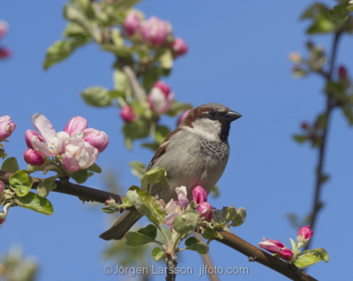 House sparrow Passer domesticus  blossom Stockholm Sweden