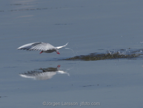 Arctic tern  Sterna paradisaea  Navelso Smaland Sweden