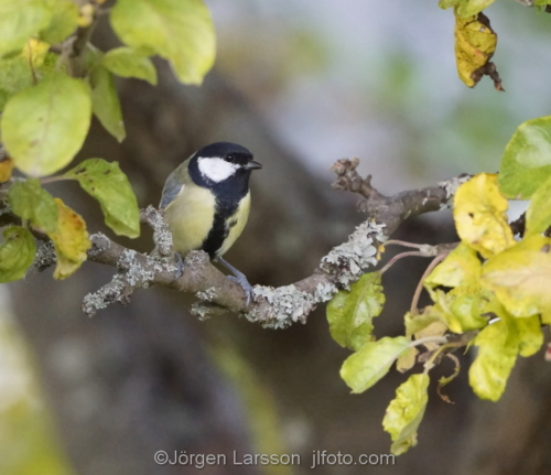 Great Tit Stockholm Sweden