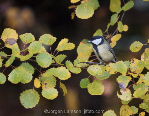 Great Tit Stockholm Sweden