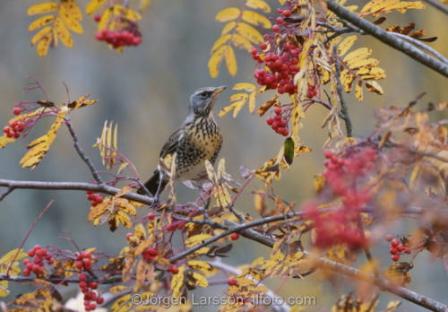 Fieldfare Stockholm Sweden