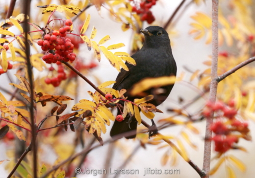 Blackbird Stockholm Sweden