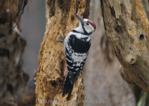 White-backed woodpecker Stockholm Sweden