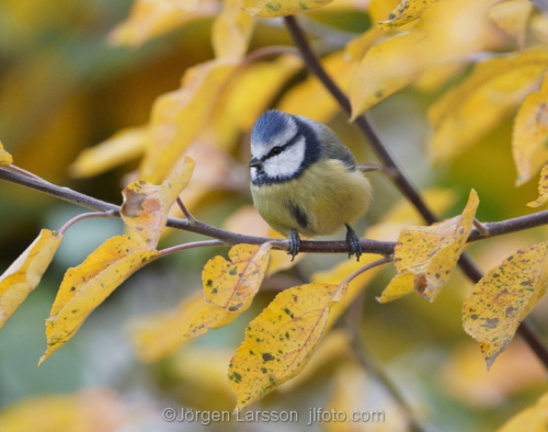 Blue Tit  Parus caeruleus  Stockholm Sweden