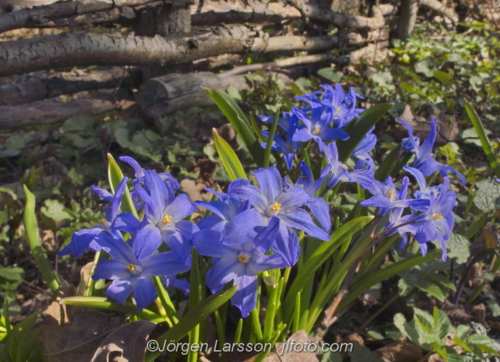 Scilla   Fence Stockholm