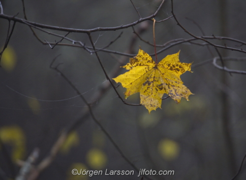 Maple leaves   lönnlöv Katrineholm Sweden