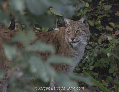 Lynx   Lodjur Skansen Stockholm