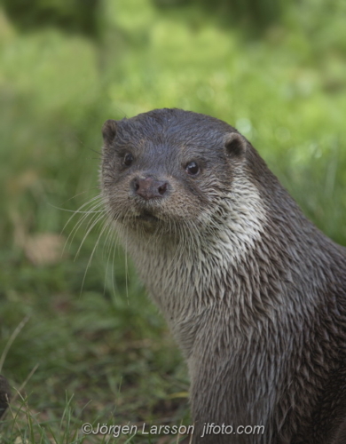 Otter Utter Stockholm Sweden