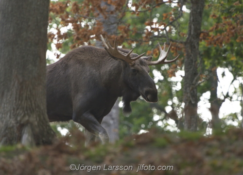 Moose Bull  Älg Björnlunda Södermanland Sweden