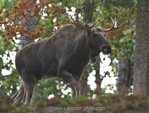 Moose Bull  Älg Björnlunda Södermanland Sweden