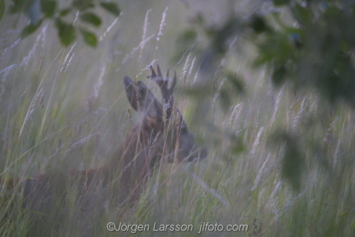 Roe_Deer  Rådjur  Botkyrka Stockholm  Sweden