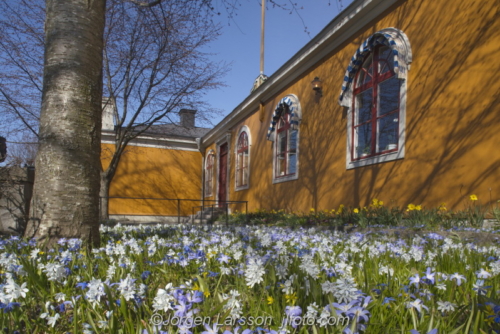 Skansen Springflowers, scilla Stockholm Sweden