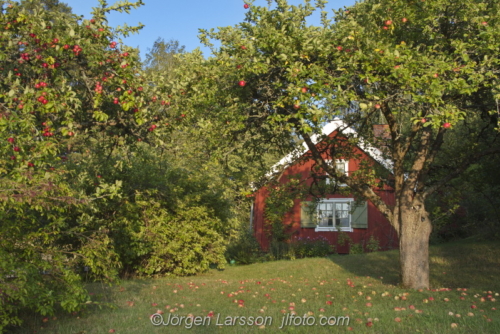 Red house  appeltree  Röd stuga Sturehov Botkyrka Sweden